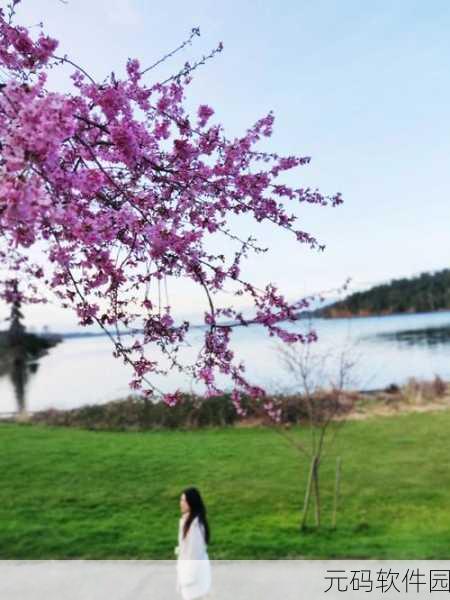 漾出flower樱花有翻译黄:“绽放樱花之美,春日黄昏的浪漫瞬间”