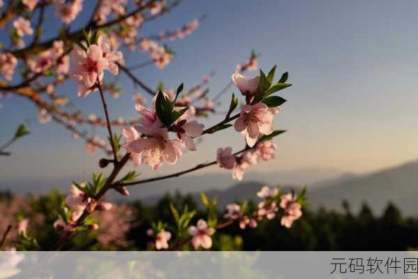 漾出flower樱花有翻译黄:“绽放樱花之美,春日黄昏的浪漫瞬间”