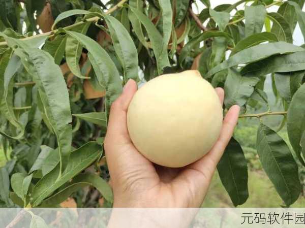 蜜桃5D:蜜桃5D:探索甜美世界的奇幻旅程与无限可能